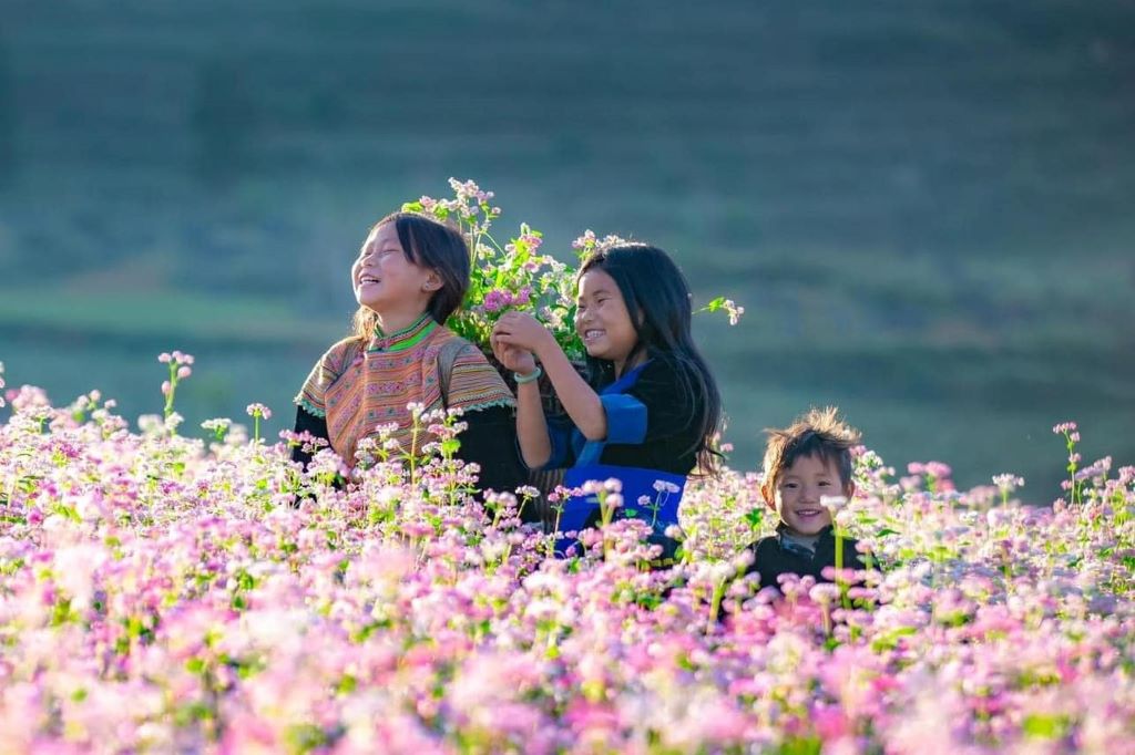 Cánh đồng hoa tam giác mạch ở Xín Mần.